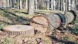 Некоторые вырубленные деревья в «Дубовой роще» Ставрополя были живыми — эколог