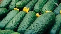 Огурцы в Ставропольском крае подешевели почти на 14% 