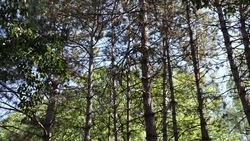 Лесополосу на Доваторцев в Ставрополе очистят после прямой линии губернатора