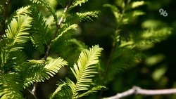 Пять ставропольских деревьев стали участниками всероссийского конкурса