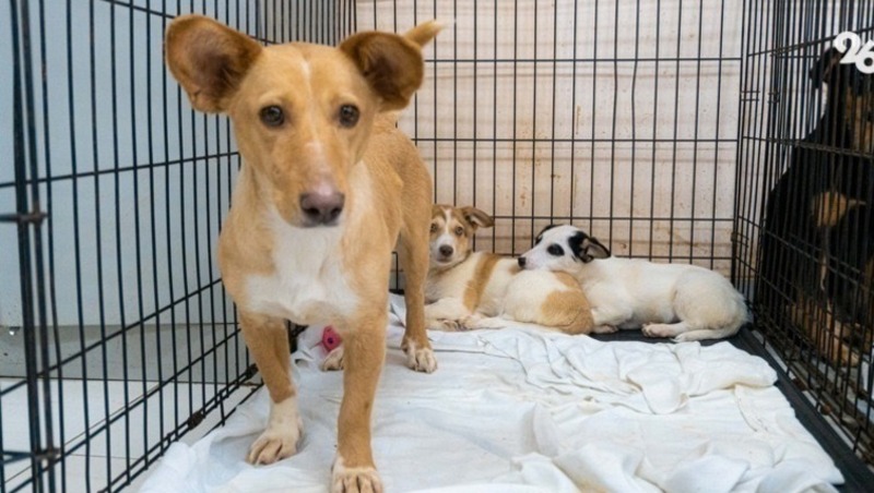 Бездомных из Лермонтова волонтёры заподозрили в поедании собак 
