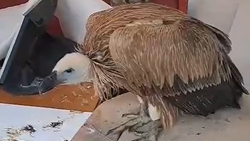 В Дагестане спасают краснокнижного белоголового сипа