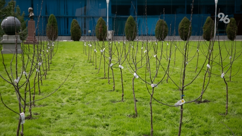 Участники акции «Сад памяти» высадили 1,5 млн деревьев на Ставрополье