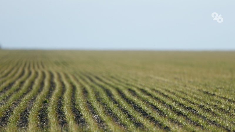 Уборка раннего картофеля началась в Предгорном округе