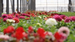 Более шести миллионов цветов выращивают на Ставрополье в год