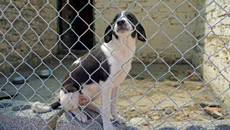 В будённовский приют для бездомных собак провели воду и свет