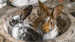 В Минераловодском округе вдвое увеличат производство крольчатины