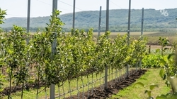 Больше 250 интенсивных садов заложат на Ставрополье по губернаторской программе