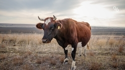 Ипатовский, Петровский и Предгорный округа оказались самыми активными по привлечению инвестиций в АПК