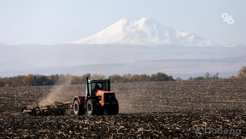 Для осенней посевной на Ставрополье используют отечественные семена