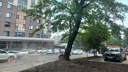 Деревья на улице Р. Люксембург сносят по порубочным билетам — мэрия Ставрополя