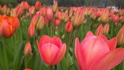 Горзеленстрой Ставрополя готовит цветники к будущей весне