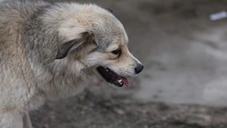 Двое пьяных ставропольцев зарезали бродячую собаку у закусочной