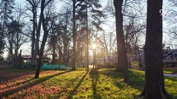 Почти 100 тыс. деревьев высадили на Ставрополье участники акции «Сад Памяти» 