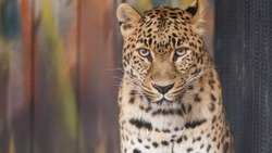 Переднеазиатские леопарды успешно обживают Северную Осетию