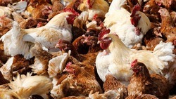 Ставрополье экспортировало рекордное количество мяса птицы
