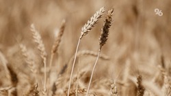 Уборку зерновых завершают ещё в двух территориях Ставрополья