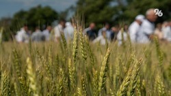 Более 688 миллионов рублей выделят ставропольским аграриям на страхование сельхозугодий 