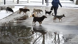 Бастрыкин повторно требует доклад по делу об отлове кусачих собак в Минводах 