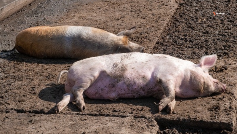 Полицию попросили найти тех, кто выбросил на свалку трупы заражённых африканской чумой свиней на Ставрополье