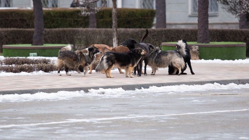 Бродячие собаки загрызли женщину на кладбище в Буйнакске