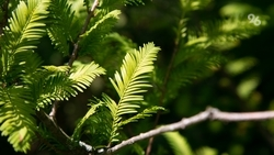 «Баталинский минеральный источник» сделали охранной зоной на Ставрополье