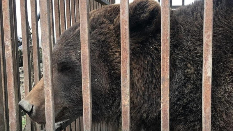 У жителя Ставрополья конфискуют бурую медведицу