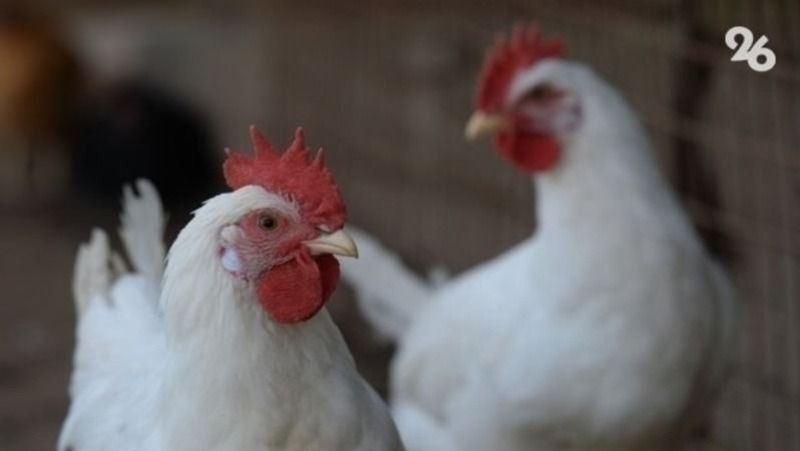 На Ставрополье сложилась благополучная эпидситуация по птичьему гриппу
