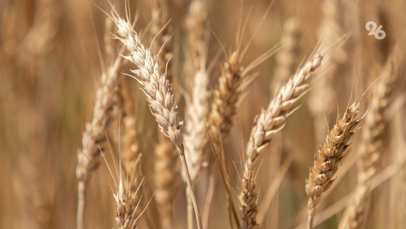 На Ставрополье сеют зерновые культуры на 100% отечественной селекции