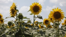 На Ставрополье начали сеять подсолнечник