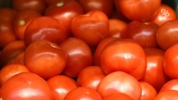 Тепличные помидоры помогли сдержать рост цен на Ставрополье