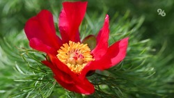 Свыше 150 видов насчитывается в коллекции редких растений ставропольского ботсада 