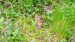 Более 2 тыс. разрешений на охоту выдали на Ставрополье в 2025 году