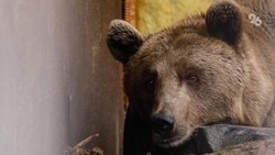Раненого медвежонка из Северной Осетии отвезут на лечение в Москву
