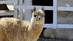В РИЦ Ставрополья рассказали, что в России действуют пять ферм альпак