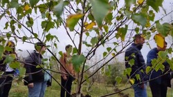 Около 100 деревьев посадили в урочище Мутнянка в Ставрополе 