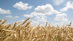 Валентина Матвиенко отметила рекордный урожай зерна, собранный на Ставрополье