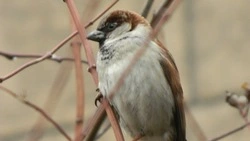 36 наблюдателей участвовали в переписи воробьёв на Ставрополье