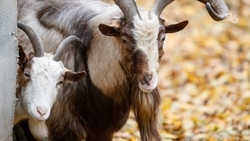 Камерунские козлята родились в ставропольском зоопарке