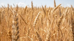 Центр оценки качества зерна Ставрополья пояснил, сколько могут храниться злаки 