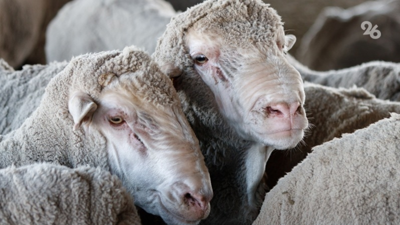 Развитию АПК на Ставрополье способствует внедрение научных разработок