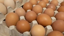 Ставропольские сельхозпроизводители нарастили продажу яиц в 1,9 раза