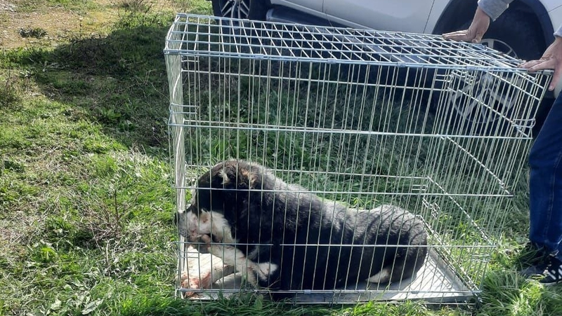 Главу Минераловодского округа возмутили организованные побеги для бродячих собак