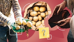 Второй хлеб подешевел: как урожай картофеля в 2025 году отражается на ставропольских ценах