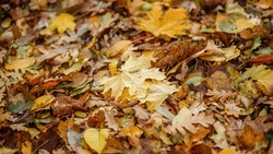 Регоператоры не отвечают за вывоз листьев и поваленных веток — минЖКХ Ставрополья
