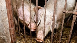 Карантин из-за африканской чумы свиней ввели в Апанасенковском округе