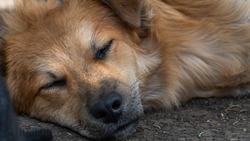 Глава Изобильненского округа прокомментировал инцидент с нападением бездомных собак на ставропольчанку