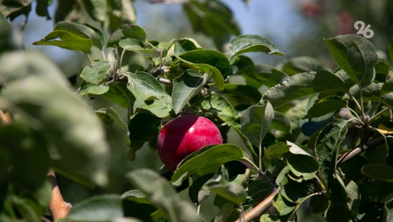 На Ставрополье компенсируют до 70% затрат на закладку садов — губернатор