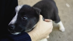 Спасённый в зоне СВО щенок нашёл новых хозяев в Кабардино-Балкарии