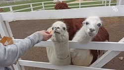 Спикер Думы Ставропольского края поддержал законопроект о сельском туризме